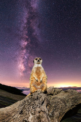 the cosmic meerkat