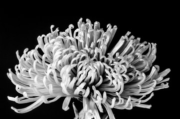 Green Spider Mum - Chrysanthemum indicum #6