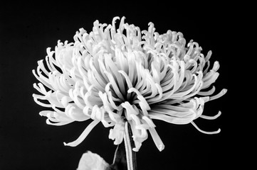 Green Spider Mum - Chrysanthemum indicum #9