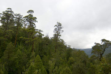 old growth forest