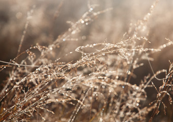 dew drops on a grass