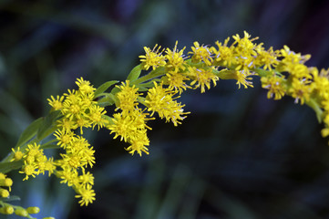 Tiny and amazing flower recorded in remaining of rainforest
