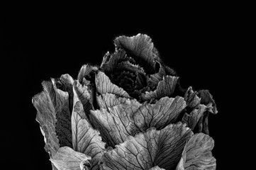 Ornamental Cabbage (Ornamental Kale, Pigeon Mixed) - Brassica #0