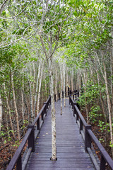 Fototapeta premium Wooden walk path in mangrove.