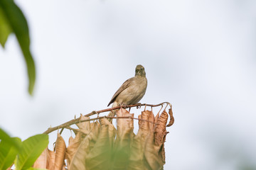 The pycnonotus bird holding on a tree close up.