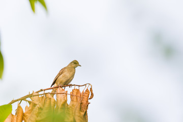 The pycnonotus bird holding on a tree close up.