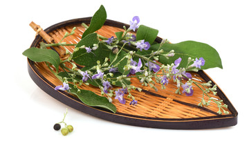 Five-leaved chaste tree, Chinese chaste, Indian private, Negundo chestnut (Vitex trifolia Linn.),...