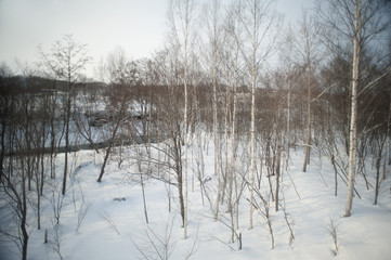 birch trees in winter
