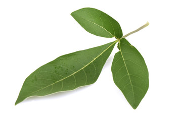 Fototapeta na wymiar Five-leaved chaste tree, Chinese chaste, Indian privet, Negundo chest nut (Vitex trifolia Linn.) Leaves and herbs have medicinal properties.