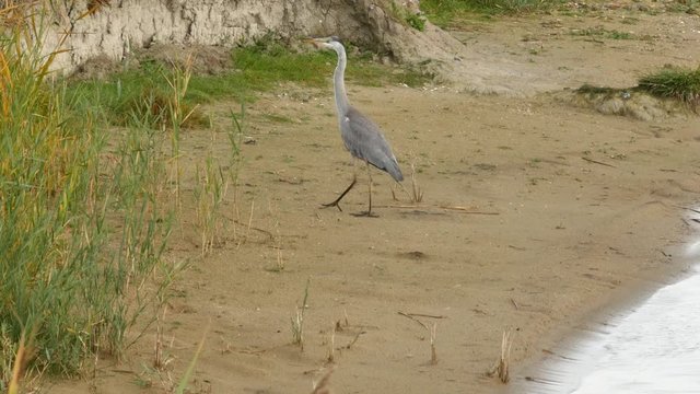 h&eacute;ron s'envolant(4k)