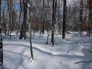 woodland winter scene