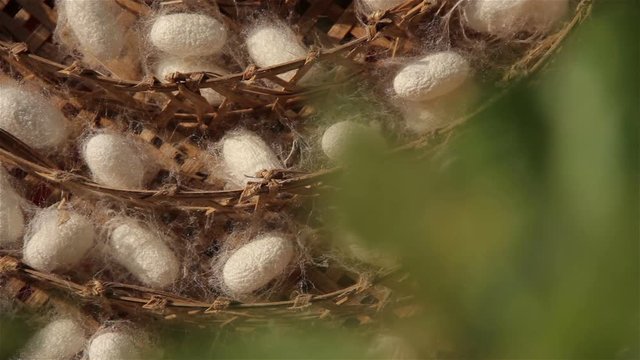 Cocoon is nested by silkworm for clothes produce