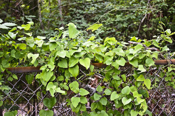 Vines tangled in a fence