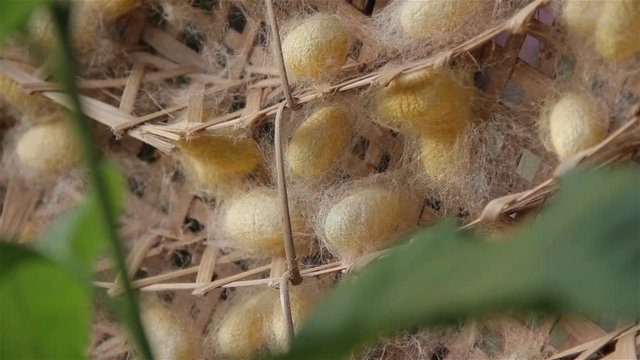 Cocoon is nested by silkworm for clothes produce
