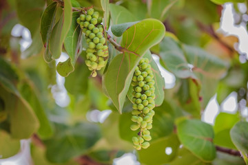 Coccoloba uvifera, also sea grape. Exotic tropical fruit, growing at seaside of Florida, Caribbean islands and Bahamas. Selective focus.