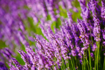 Beautiful Blooming Lavender Flowers. Summer season in Provence, 