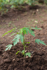 Young papaya tree growing in gardent in thailand.