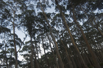 Rural woodland landscape
