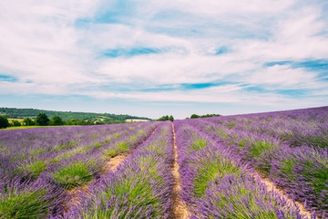 Fototapeta na wymiar Scenic View of Blooming Bright Purple Lavender Flowers Field in Provence, France.