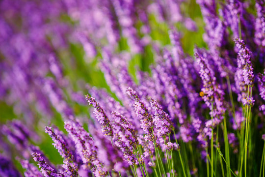 Beautiful Blooming Lavender Flowers. Summer season in Provence, © Grigory Bruev