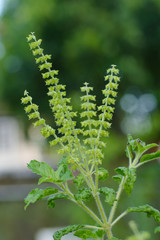 Holy basil,Sacred basil flower