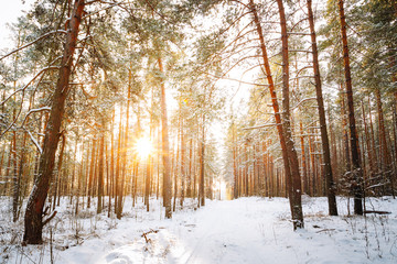 Beautiful Sunset Sunrise Sun Sunshine In Sunny Winter Snowy Coniferous Forest.