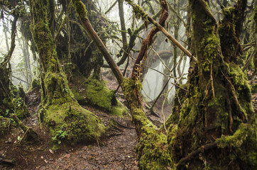 Beautiful nature, mossy forest at Cameron Highland, Malaysia.