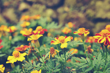 French marigolds (Tagetes patula) flower background with retro a