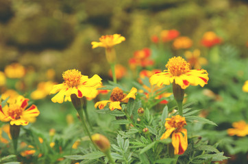 French marigolds (Tagetes patula) flower background with retro a