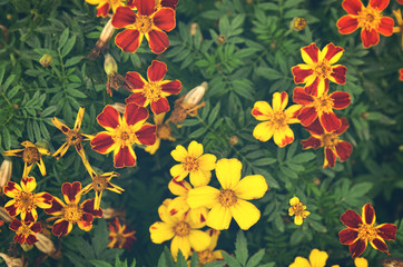 French marigolds (Tagetes patula) flower background with retro a