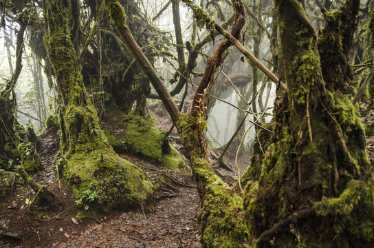 Fototapeta Beautiful nature, mossy forest at Cameron Highland, Malaysia.
