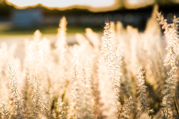 Nature background of dry tan grass grain hay or flowers illuminated in sunlight  © Andriy Blokhin