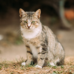 Gray White Mixed Breed Short-Haired Domestic Young Cat, Sitting 