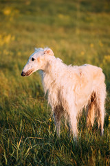 Fototapeta premium White Russian Dog, Borzoi In Summer Sunset Sunrise Meadow Or Fie