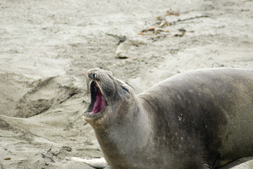 barking seal