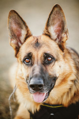 German Shepherd Dog Close Up 