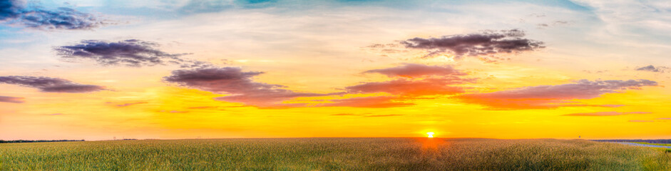 Obraz na płótnie Canvas Panorama Of Eared Wheat Field, Summer Cloudy Sky In Sunset Dawn Sunrise