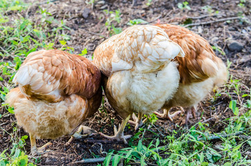Three hens rears from the back digging into ground and eating