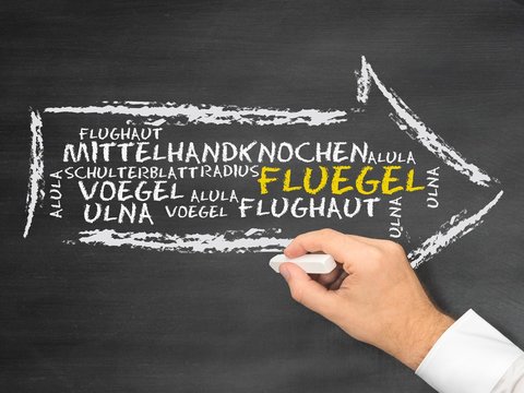 Fl&uuml;gel (Vogel)