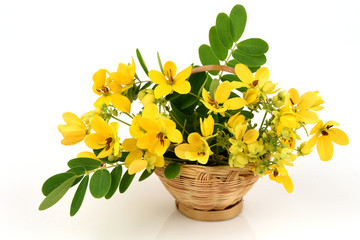 Scrambled eggs, Kalamona (Senna surattensis (Burm.f.) HSIrwin & Barneby) flowers, herbs, Thailand...
