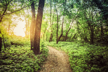 Summer Landscape With Forest Path Going Ahead To Sunset Sunrise 