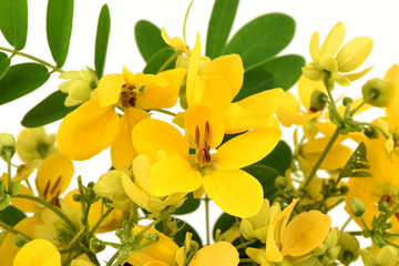 Scrambled eggs, Kalamona (Senna surattensis (Burm.f.) HSIrwin & Barneby) flowers, herbs, Thailand properties of the medicine, the leaves can be eaten as a vegetable and a sacred tree.