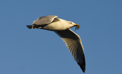 Seagull flying with open wings in blue sky.