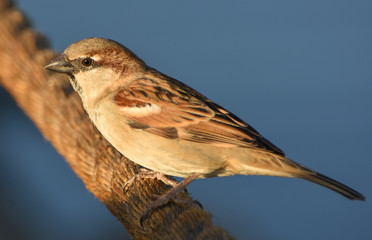 Sparrow standing on rope, isolated. 