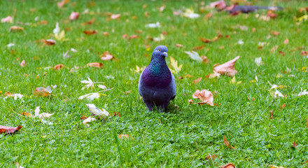 Pigeon bird on grass