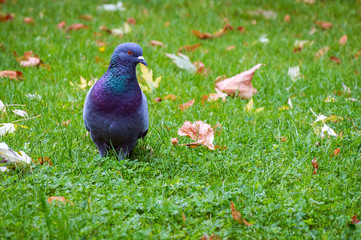 Pigeon bird on grass