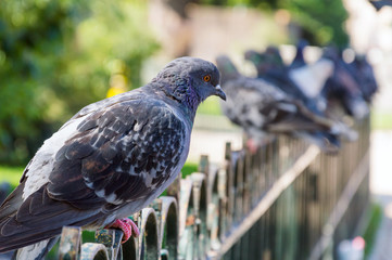 Pigeon perched atop a metal fence
