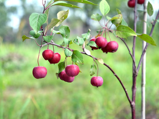 Small ripe paradise apples hangs on a tree in the garden in sunny summer day horizontal view