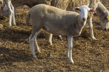 Obraz premium small white sheep