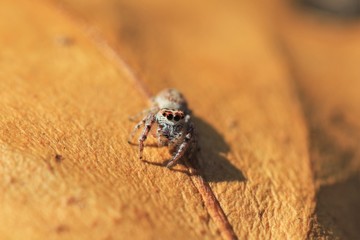 Jumping Spider Macro